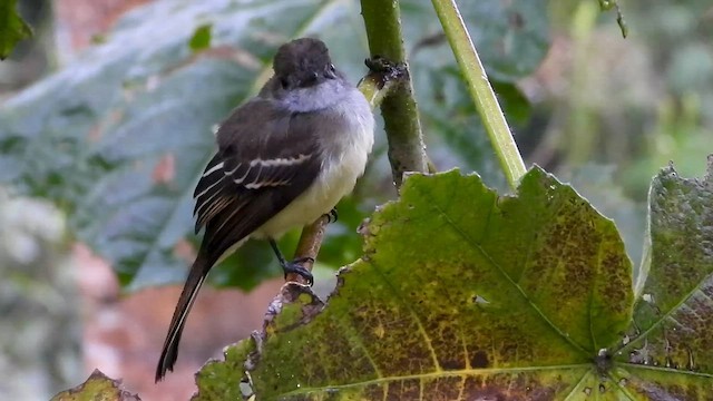 Копетон андський - ML646304269