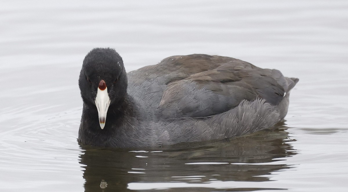American Coot - ML646304271