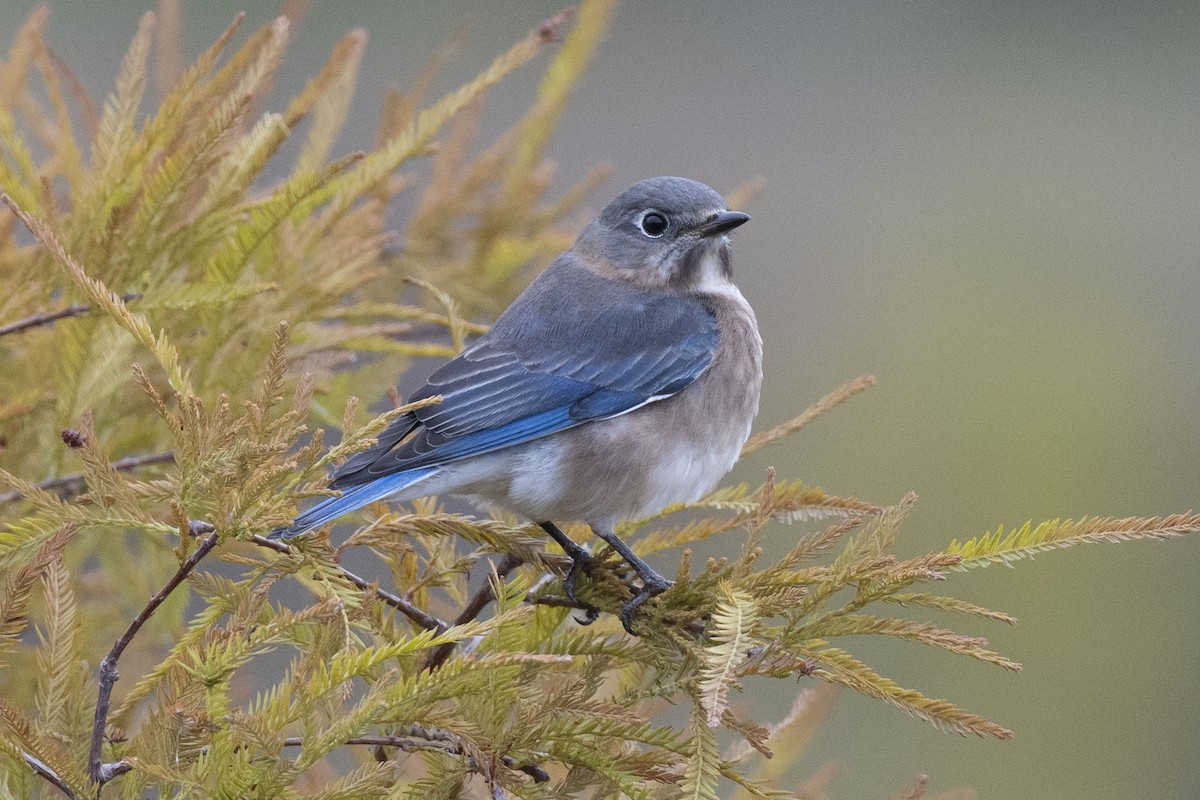 salašník modrý - ML646304272