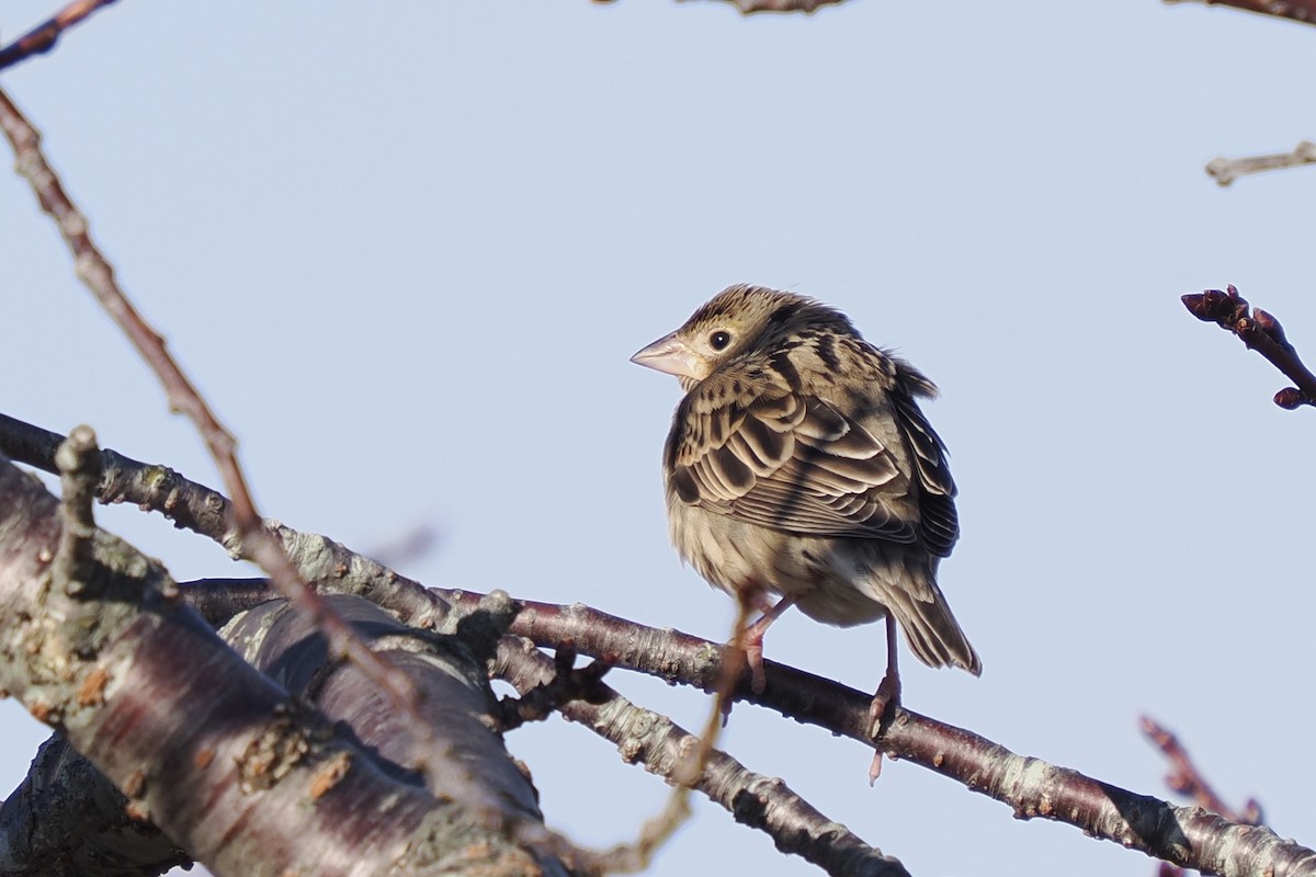 Dickcissel - ML646304291