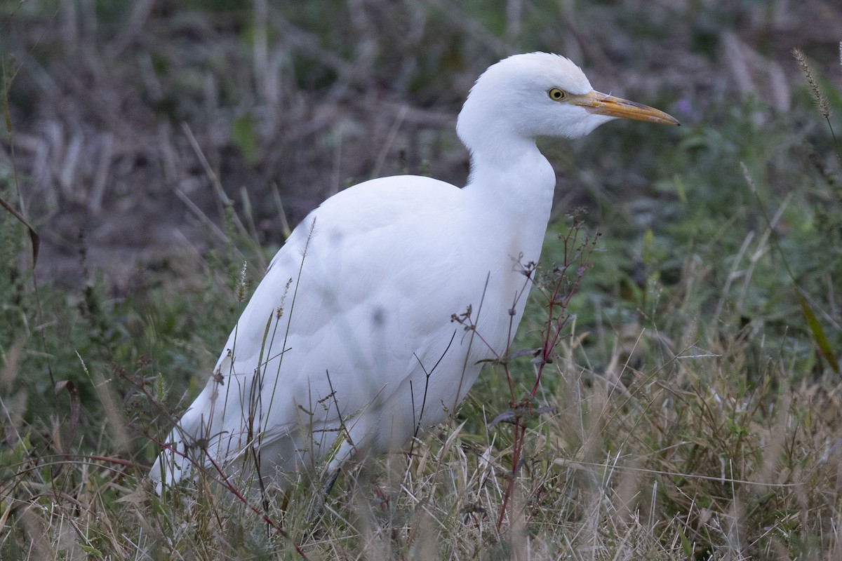 volavka rusohlavá - ML646304294