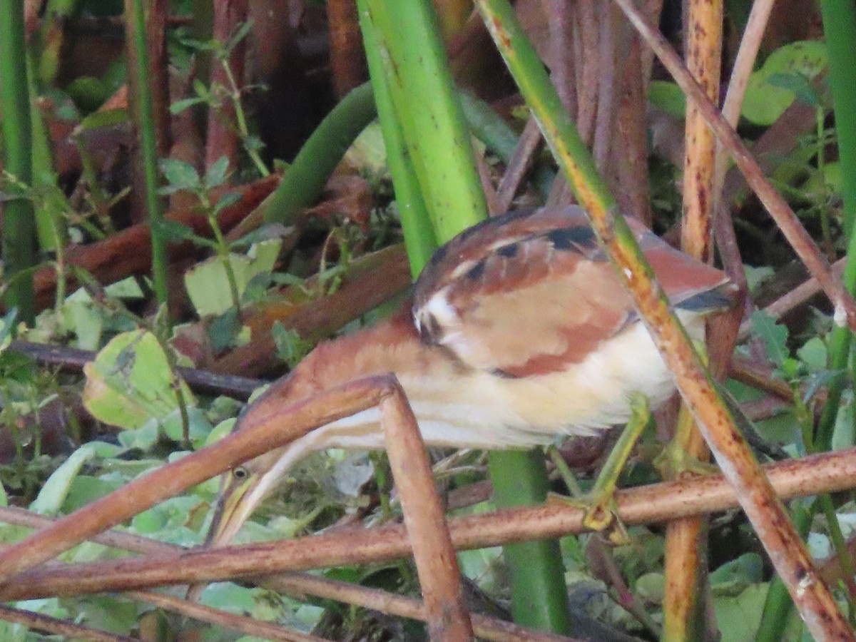 Petit Blongios - ML646304301