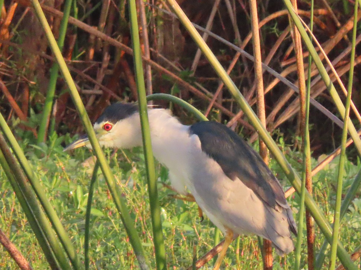 kvakoš noční - ML646304303