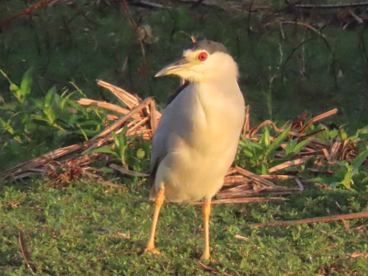 kvakoš noční - ML646304308