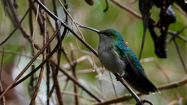 Колібрі-лісовичок буроголовий - ML646304314