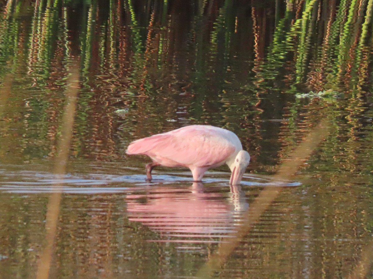 kolpík růžový - ML646304315