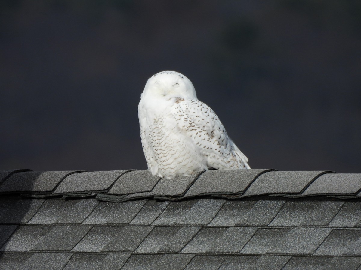 Snowy Owl - ML646304319