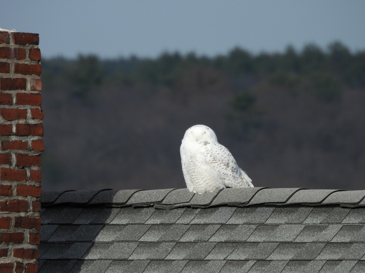Snowy Owl - ML646304320