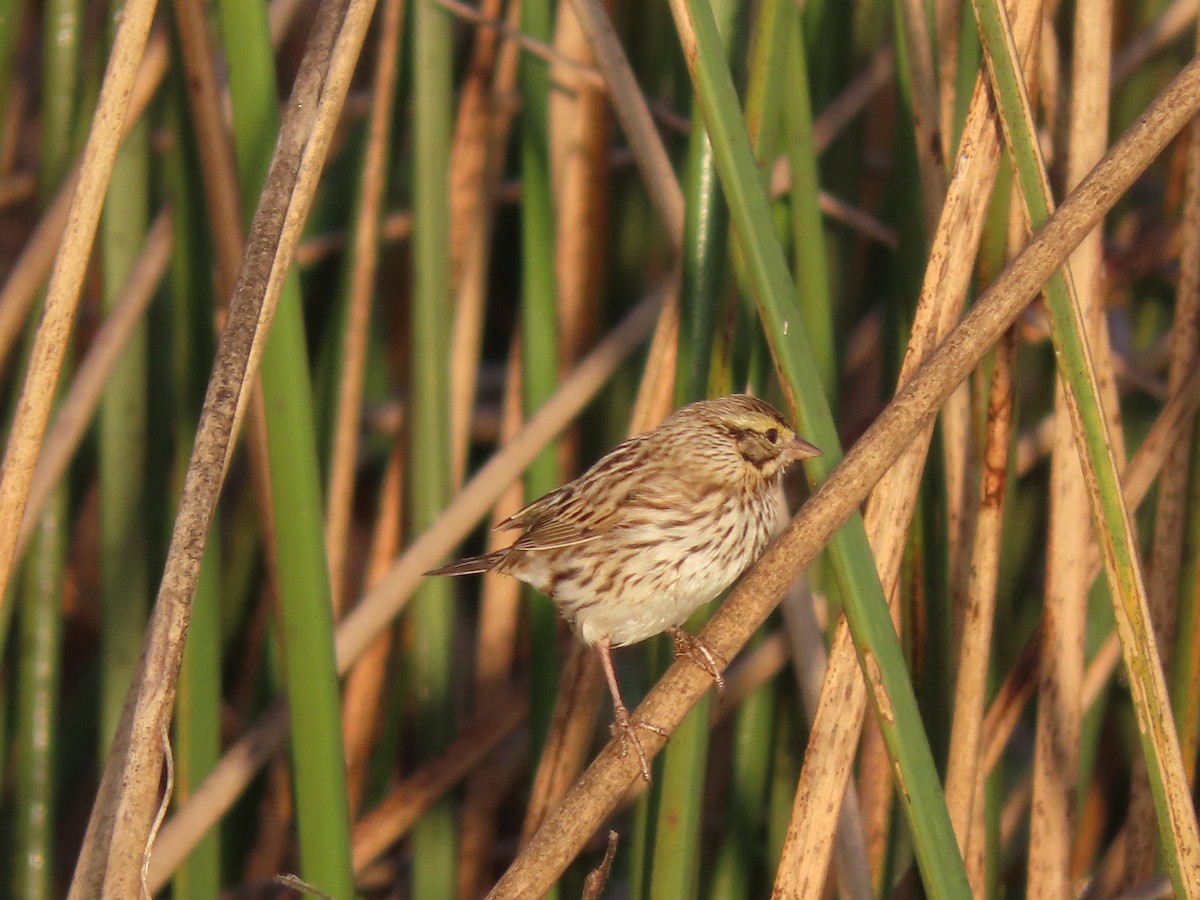 strnadec luční - ML646304323