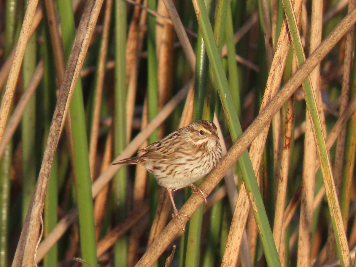 strnadec luční - ML646304333