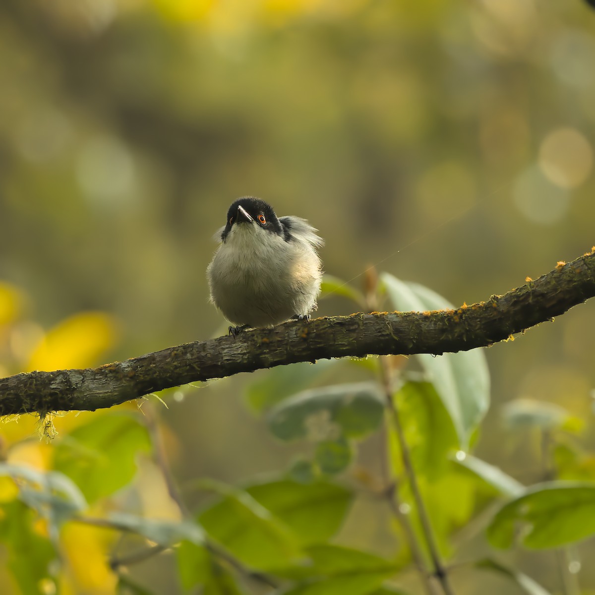 Northern Puffback - ML646304335