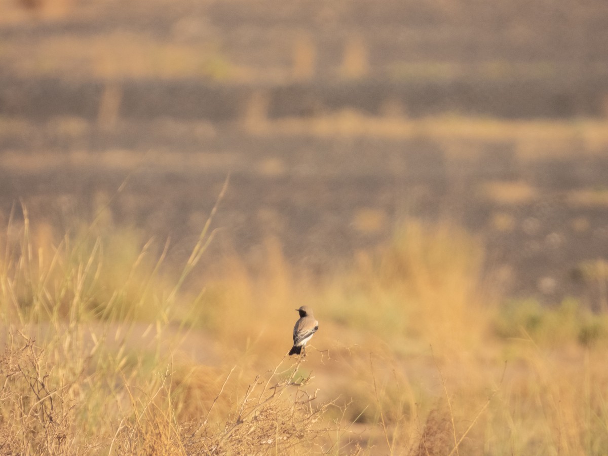 Desert Wheatear - ML646304337