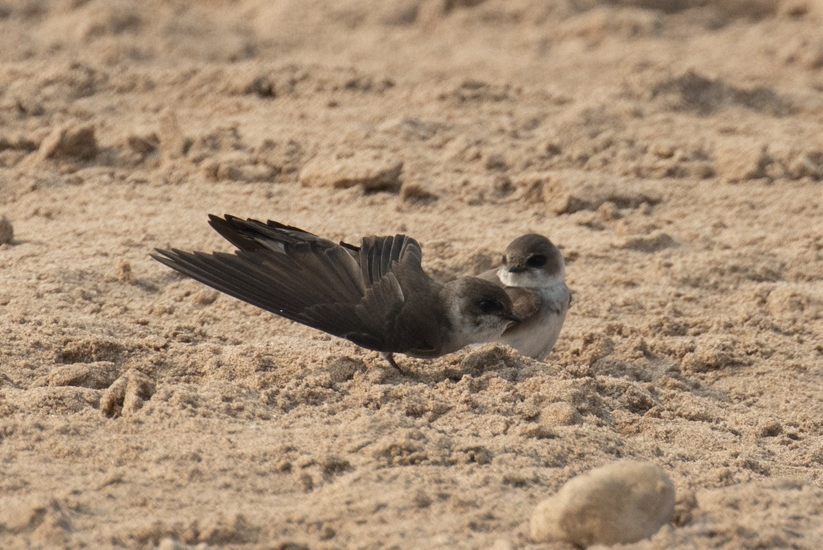 Pale Martin - ML646304338