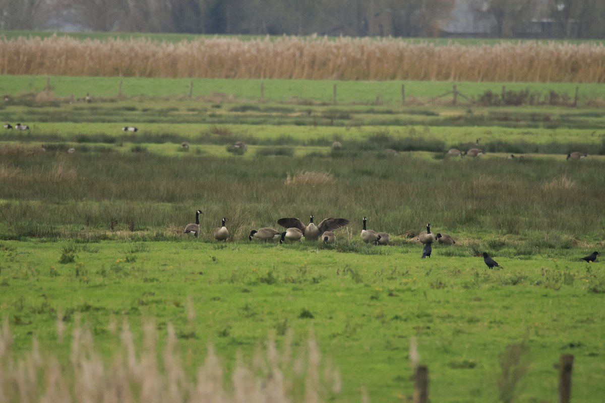 berneška velká - ML646304345