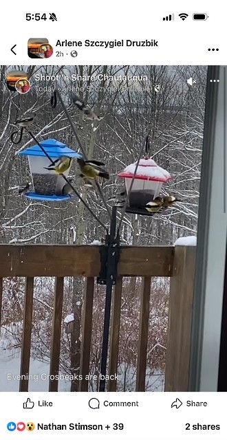 Evening Grosbeak - ML646304350