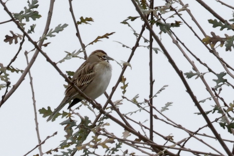 Lark Sparrow - ML646304351