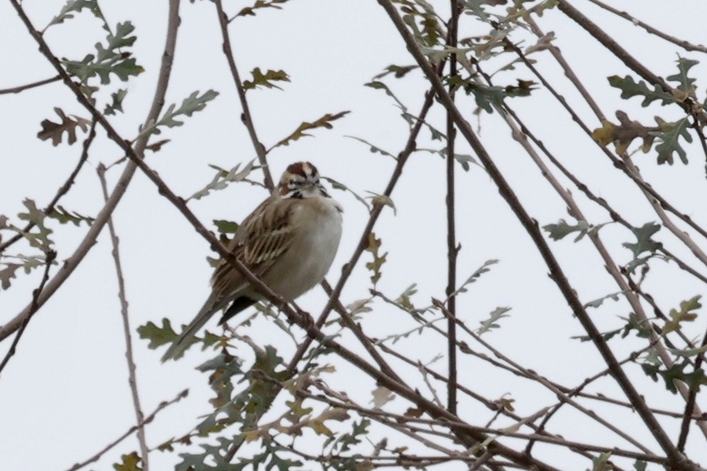 Lark Sparrow - ML646304352