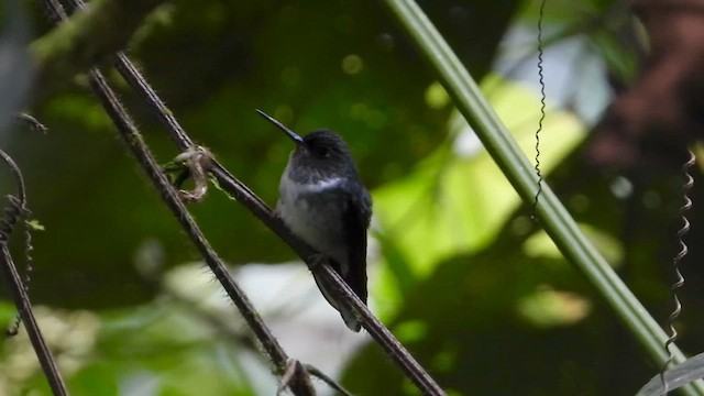 Коліпінто еквадорський - ML646304355