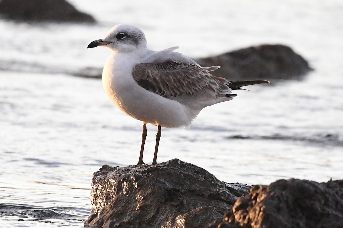 Mediterranean Gull - ML646304356