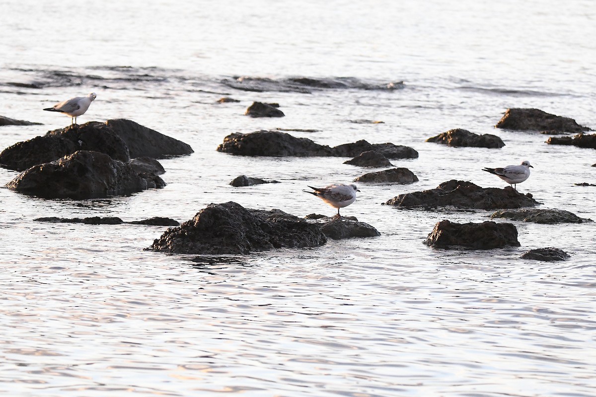 Mediterranean Gull - ML646304358