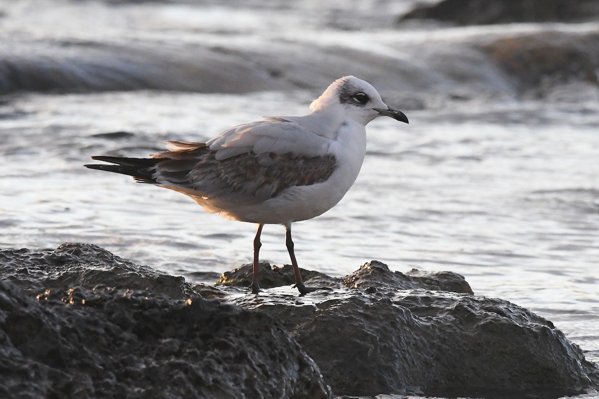 Mediterranean Gull - ML646304364
