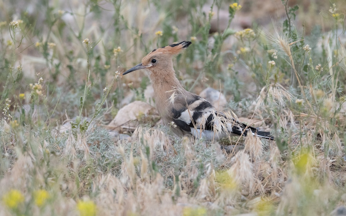 Common Hoopoe - ML646304365