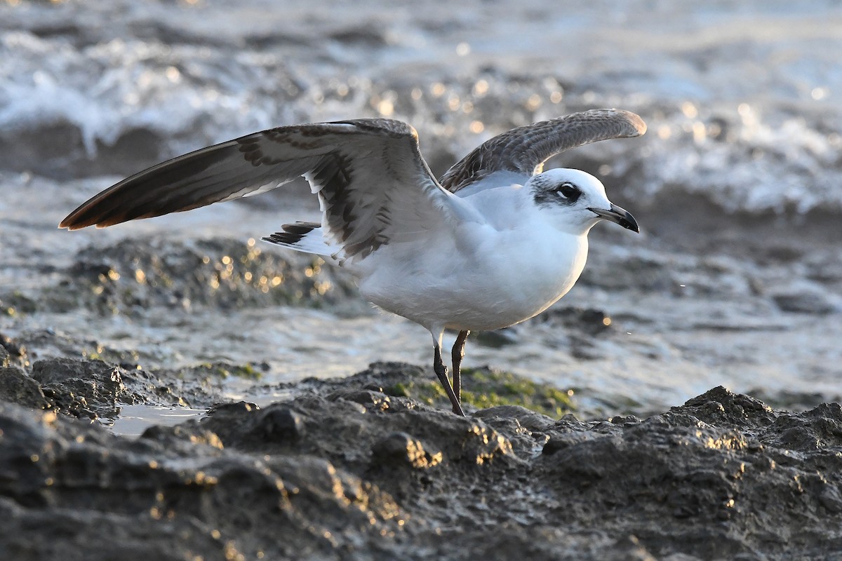 Mediterranean Gull - ML646304366