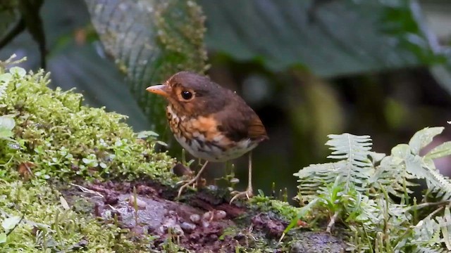 Ochre-breasted Antpitta - ML646304369