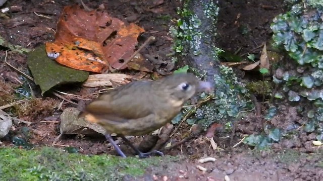 Мурашниця бура - ML646304370