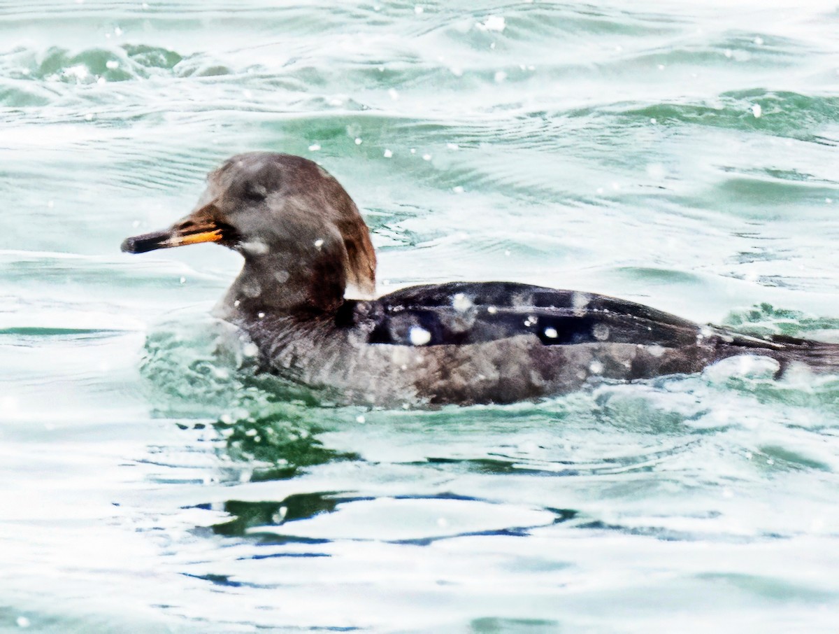 Hooded Merganser - ML646304371