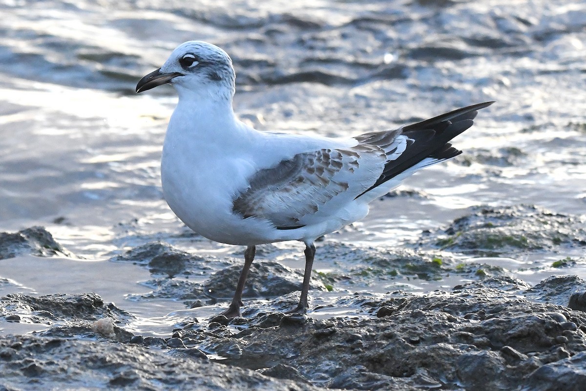 Mediterranean Gull - ML646304372