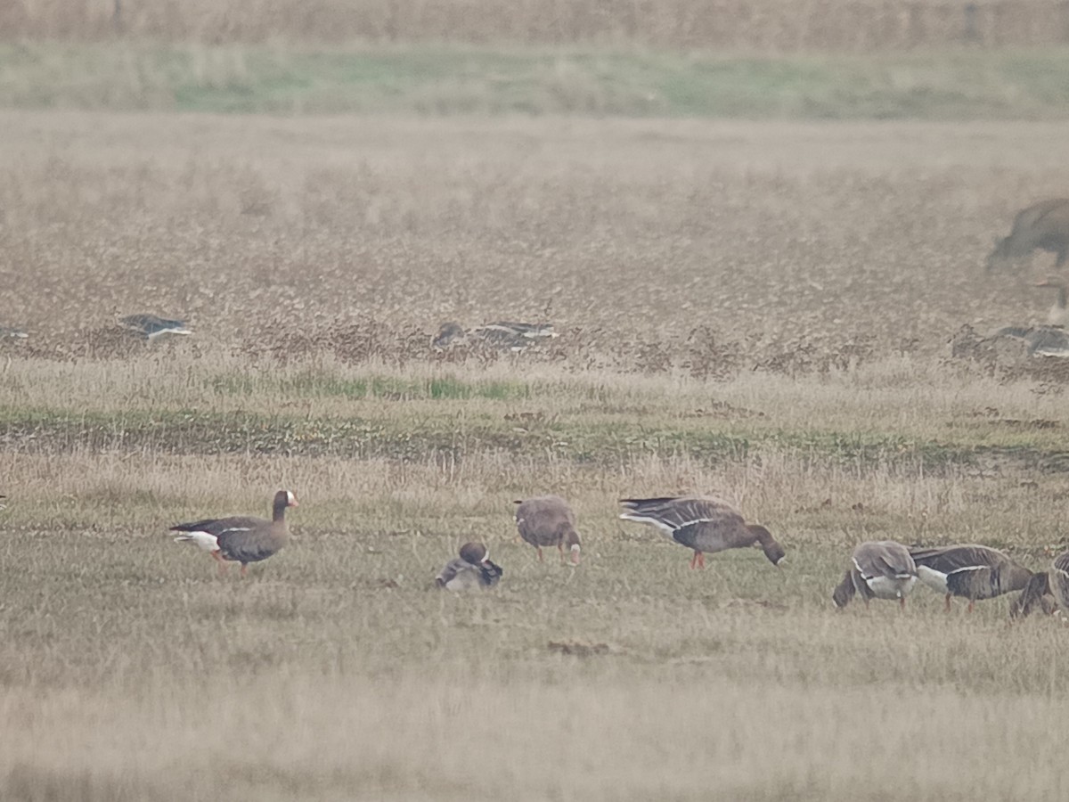 Küçük Sakarca - ML646304375