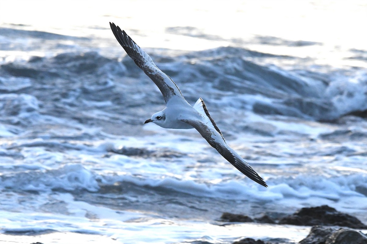 Mediterranean Gull - ML646304377