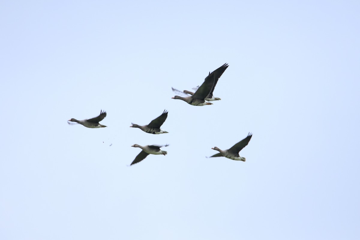 マガン - ML646304378