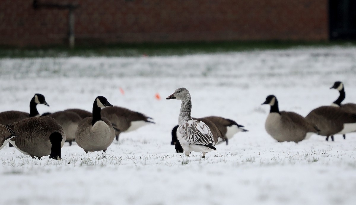 husa sněžní - ML646304380