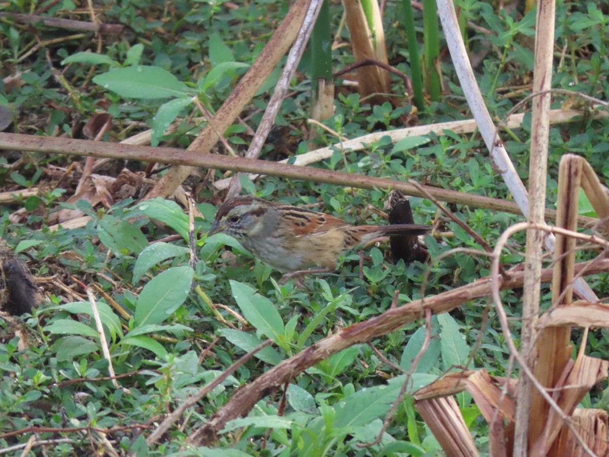 Swamp Sparrow - ML646304382