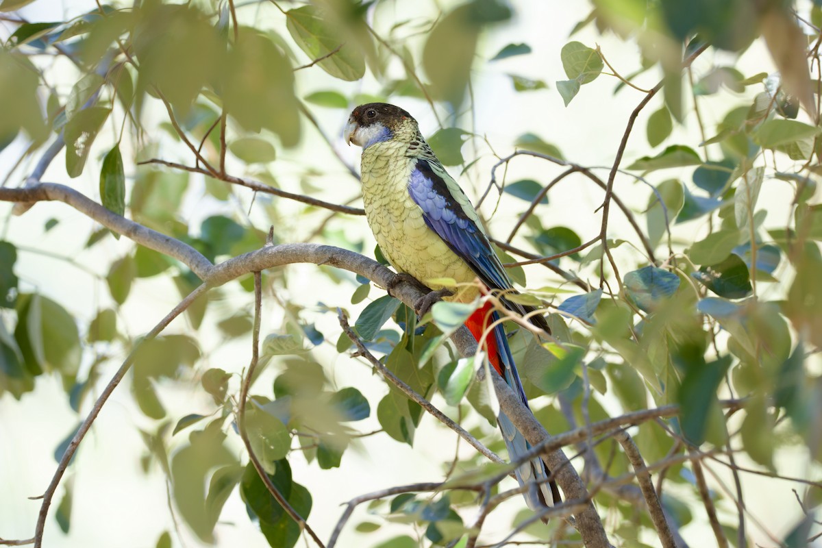 Northern Rosella - ML646304384