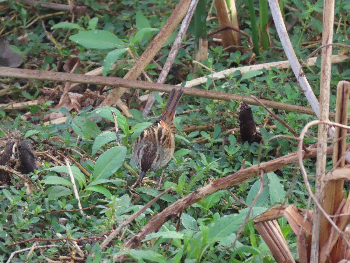 Swamp Sparrow - ML646304385