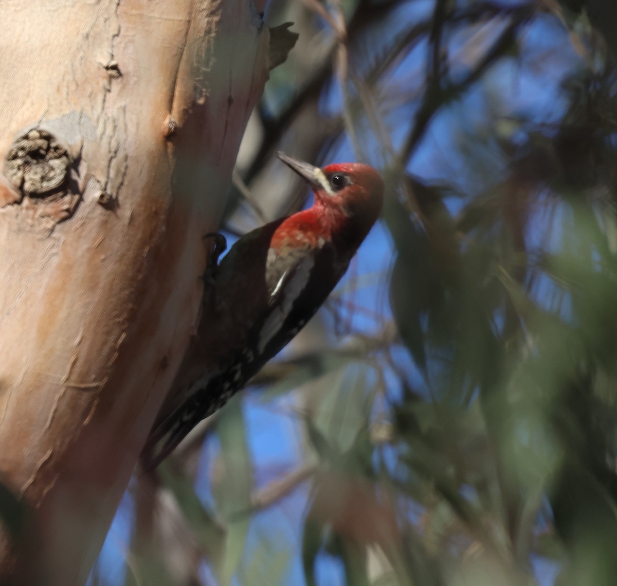 Red-breasted Sapsucker - ML646304387