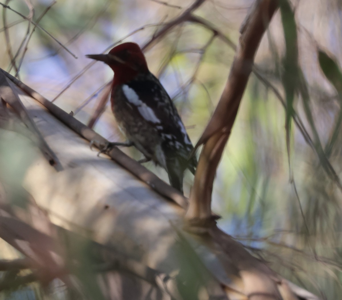 Red-breasted Sapsucker - ML646304388