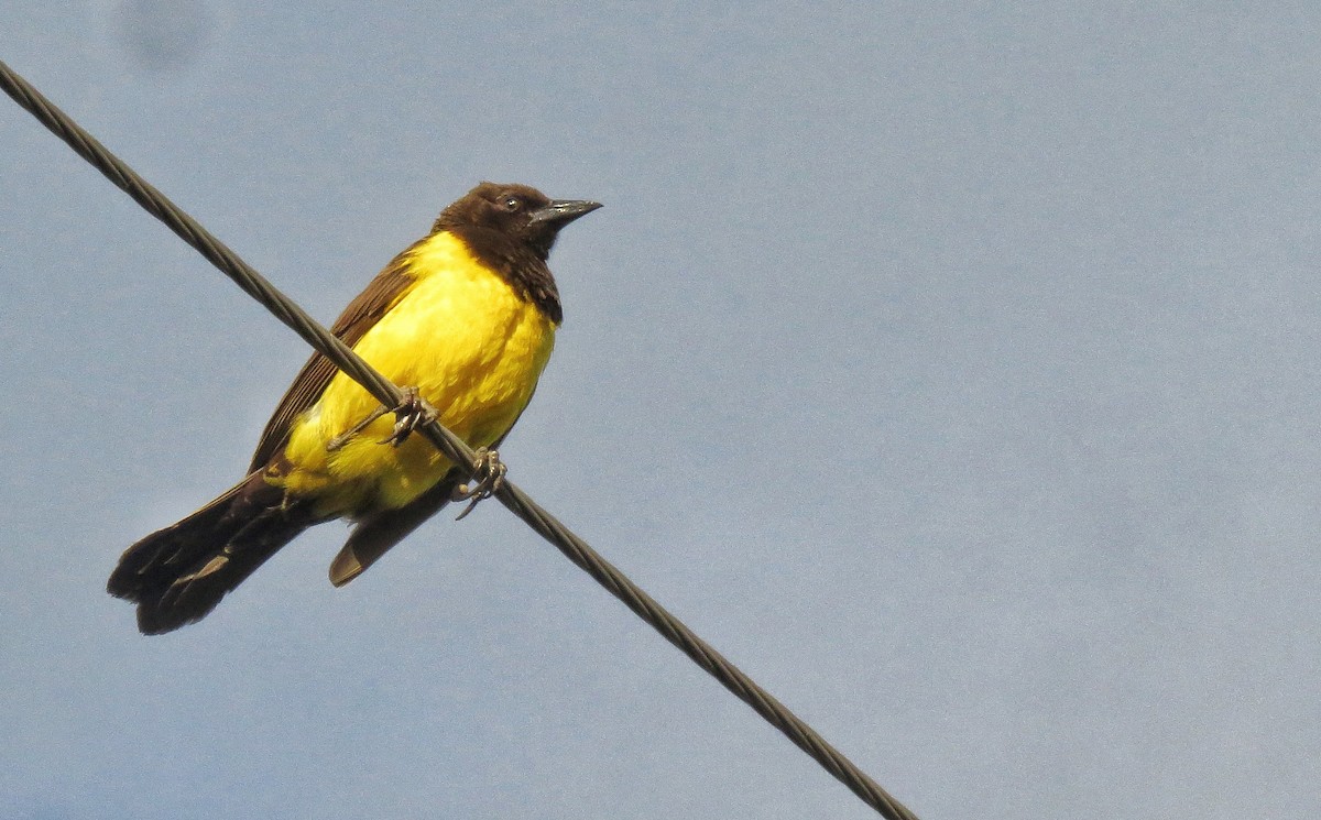 Yellow-rumped Marshbird - ML646304391