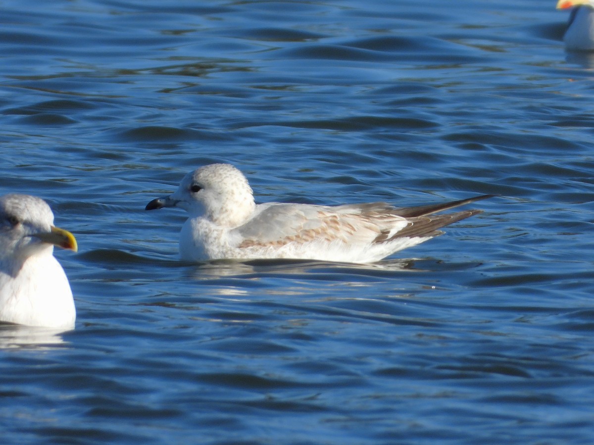 Common Gull - ML646304392