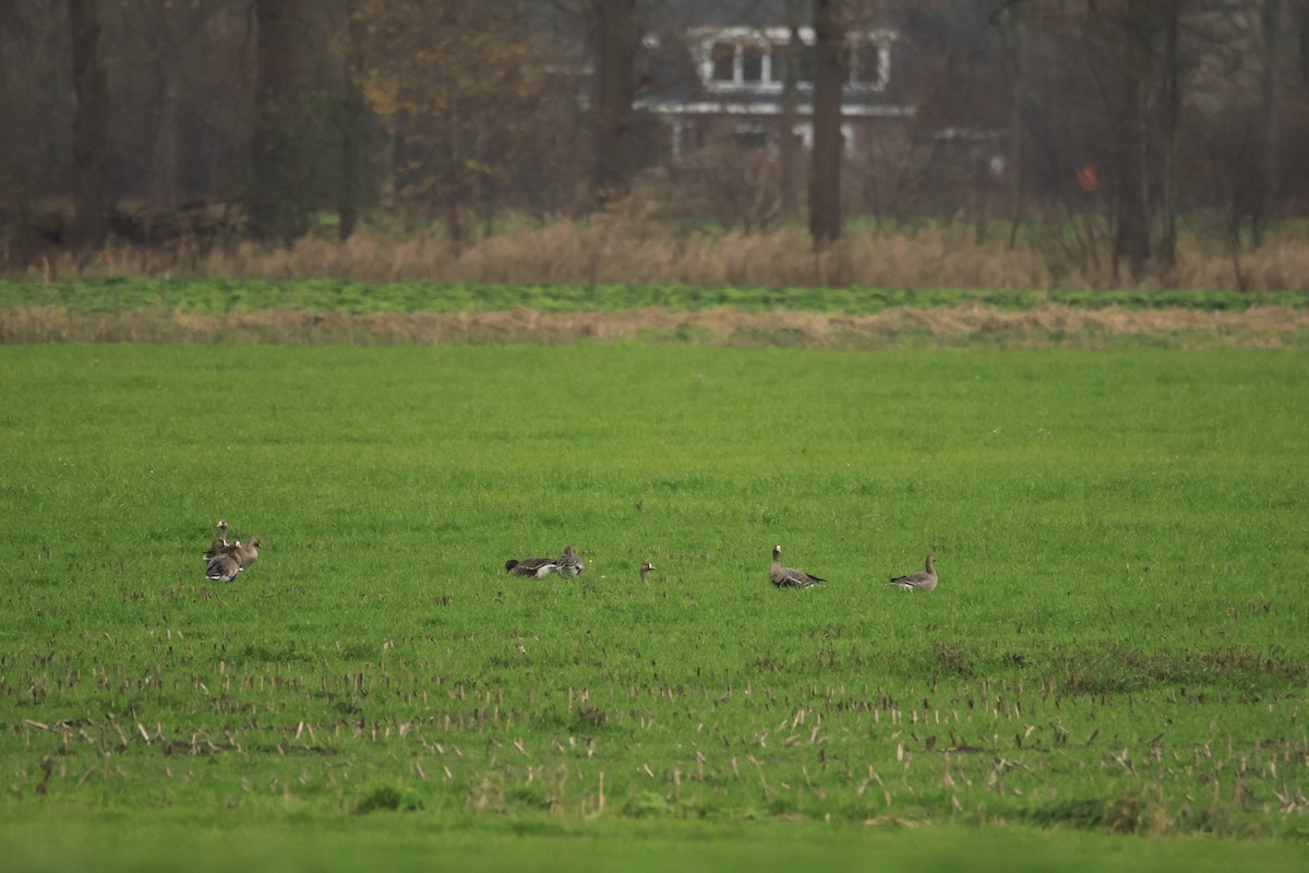 マガン - ML646304393