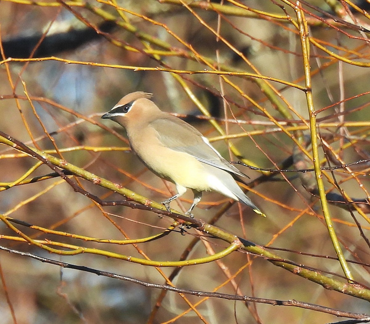 Cedar Waxwing - ML646304394