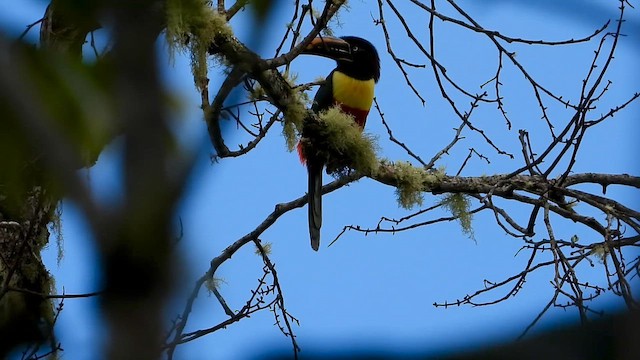 チャミミチュウハシ - ML646304395