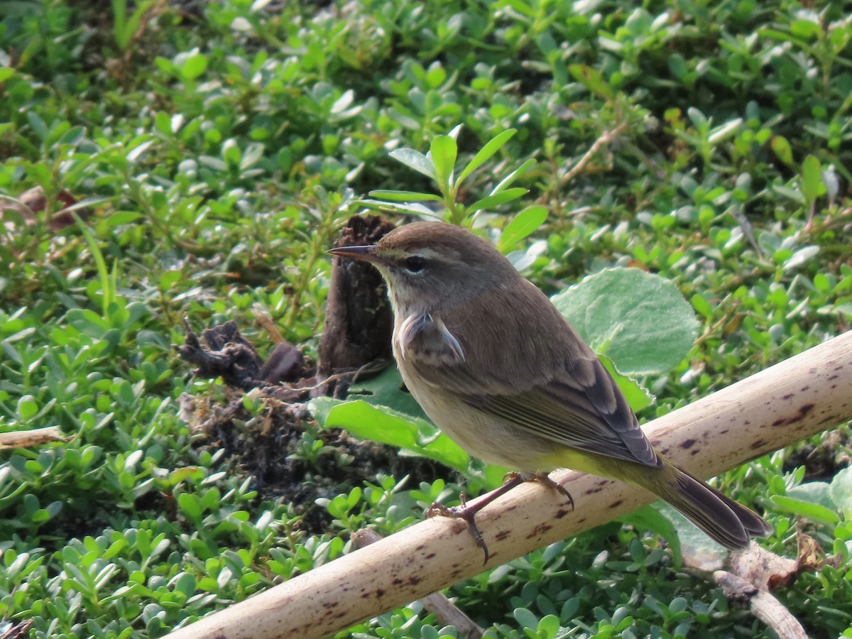 Palm Warbler - ML646304397