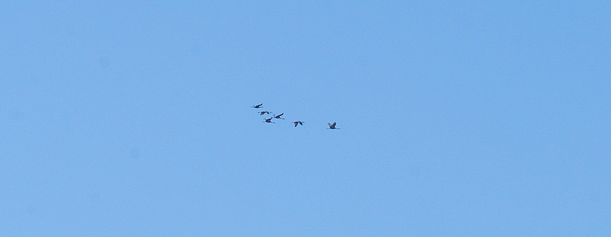 jeřáb kanadský - ML646304398