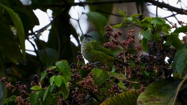 Танагра дроздова - ML646304400