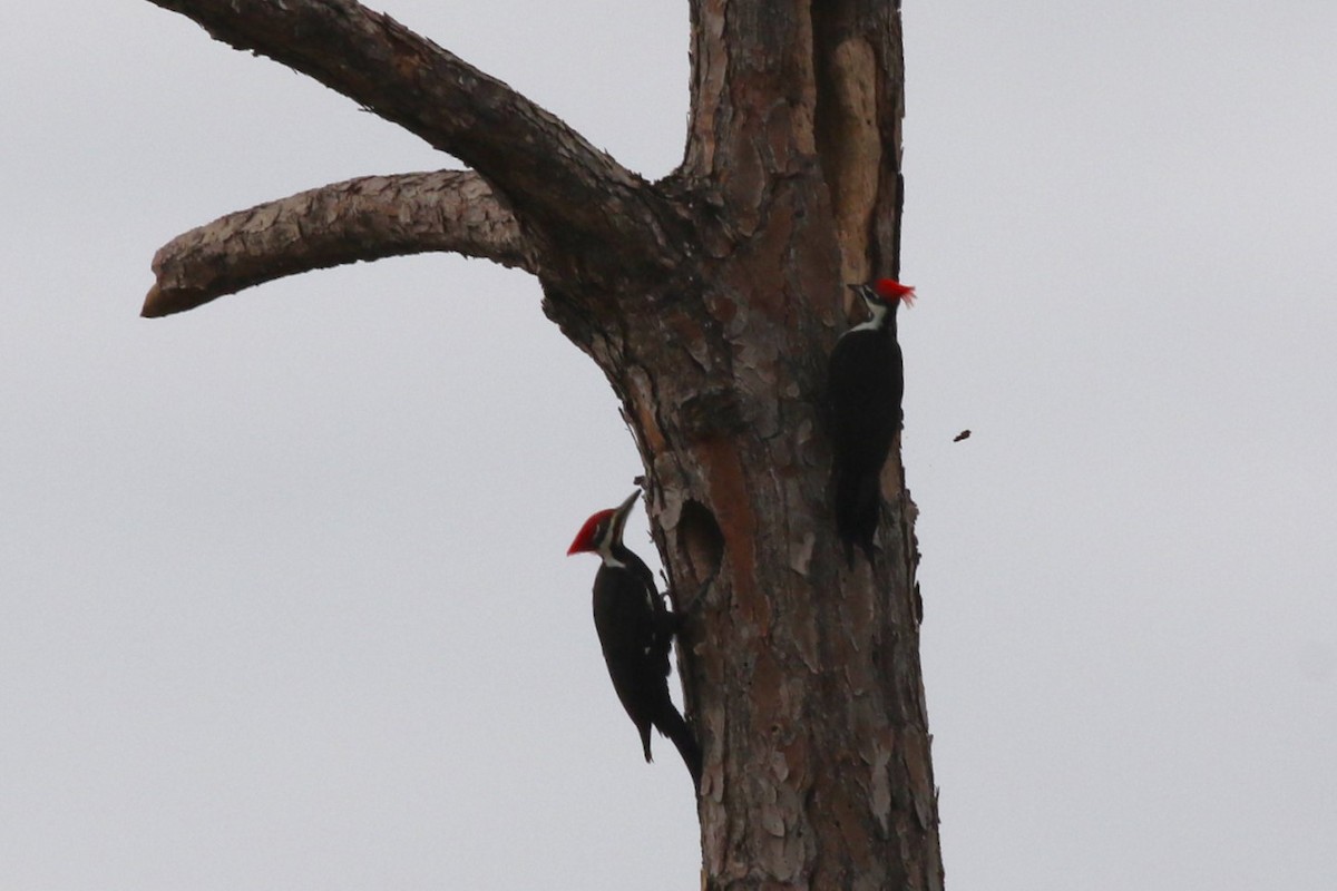 Pileated Woodpecker - ML646304401