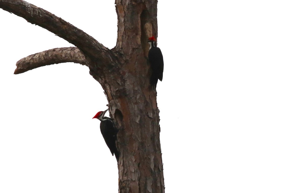 Pileated Woodpecker - ML646304402